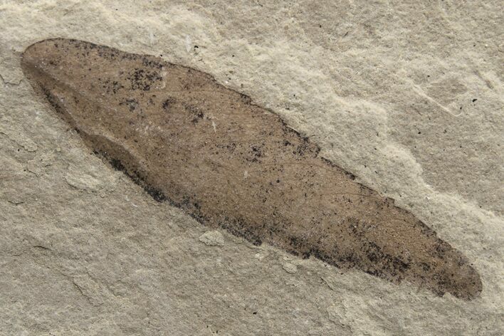 Fossil Leaf - Green River Formation, Utah #237537